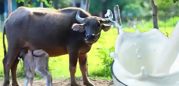 Fresh Buffalo Milk in Gurgaon