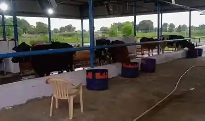 Our Cows
