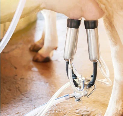 Machine Milking