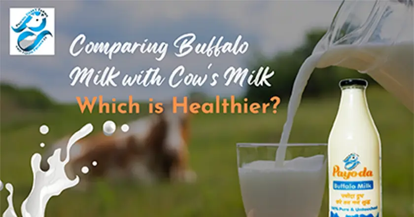 Comparing Buffalo Milk vs. Cow's Milk: Unveiling Health Benefits